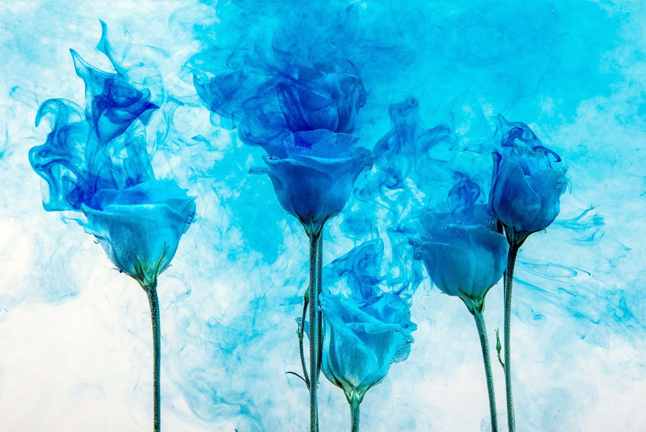 This image presents a striking abstract art piece titled "Abstract Blue Roses." It features roses in vivid shades of blue, with each petal boldly outlined against a swirling backdrop of the same blue shade, creating a ethereal and dreamlike atmosphere.