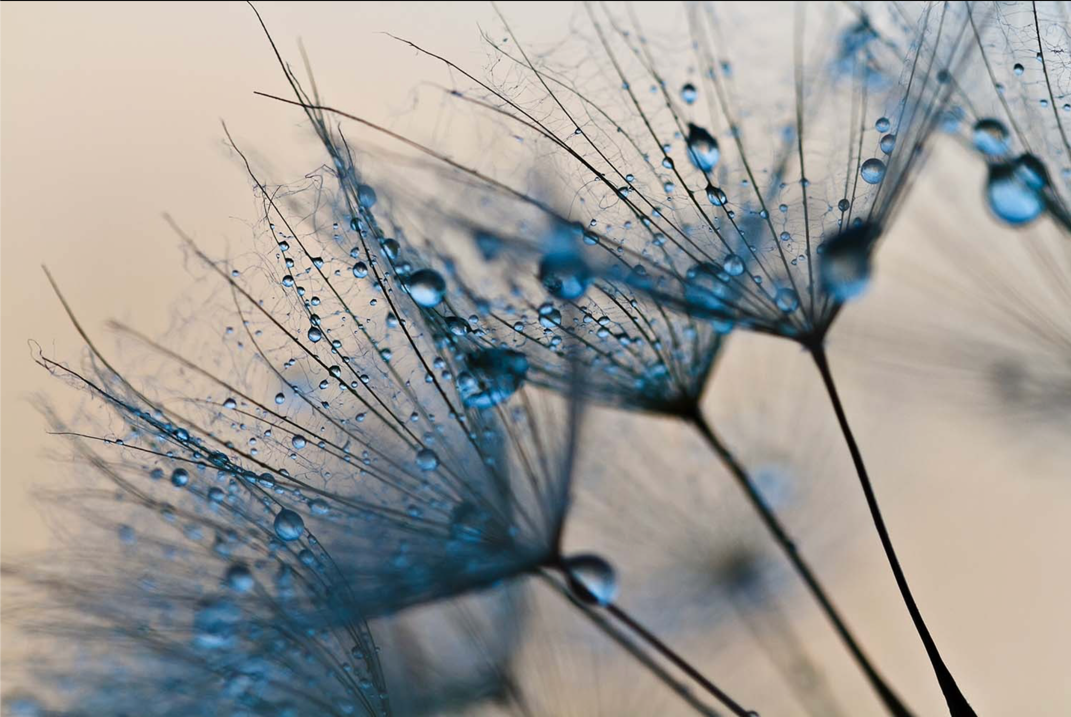 ABSTRACT BLUE PLANTS