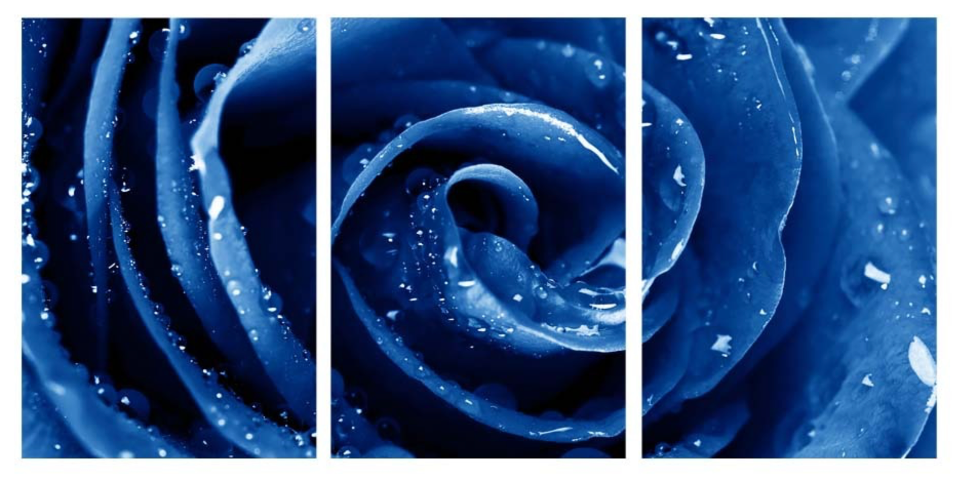 ABSTRACT BLUE ROSE 3 PIECES