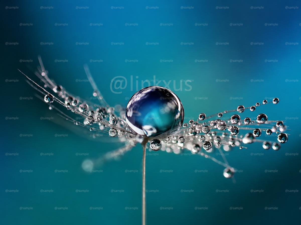 ABSTRACT BLUE DEW DROPS ON A DANDELION SEED MACRO