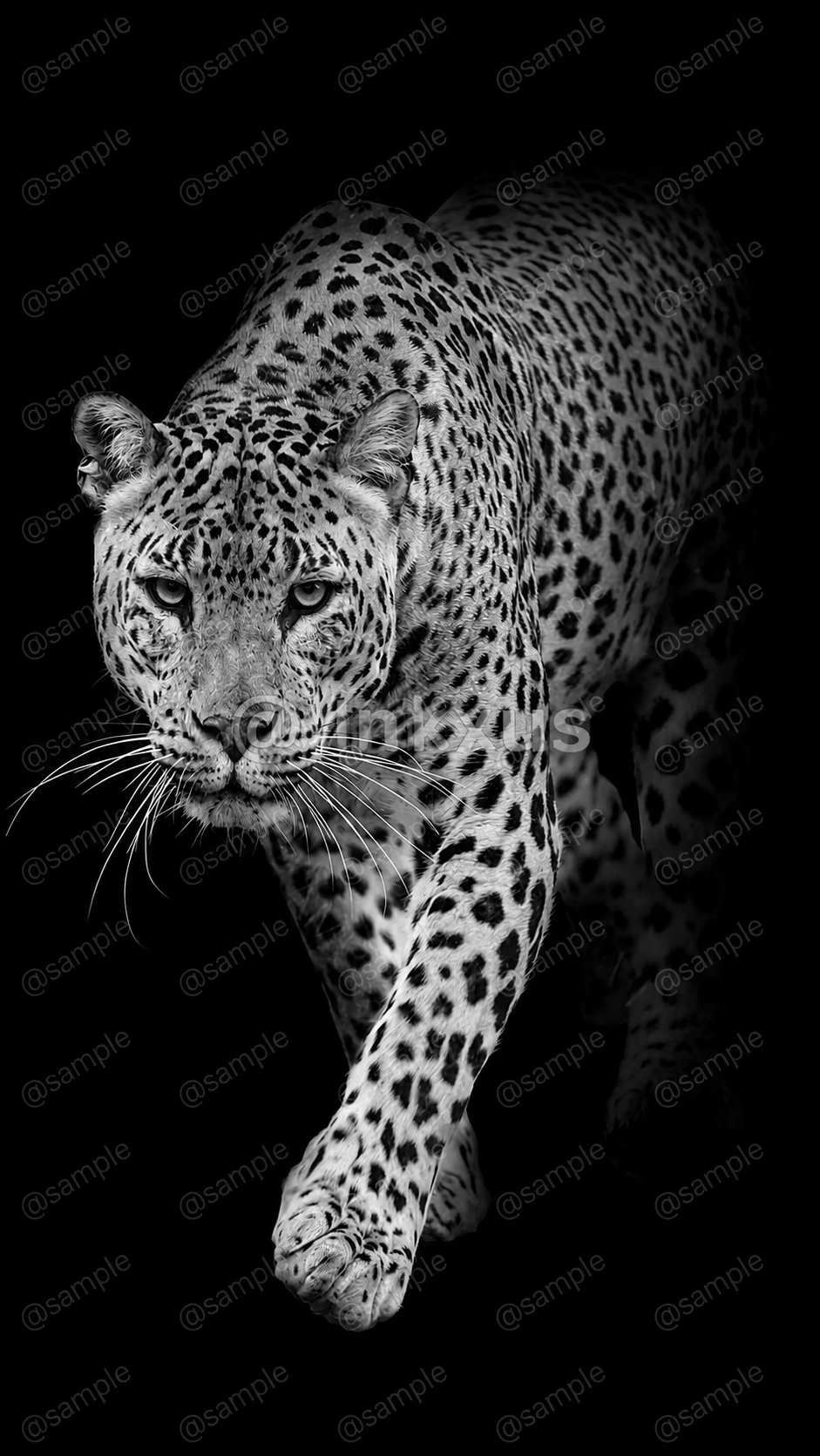 LEOPARD WALKING OUT OF THE DARK