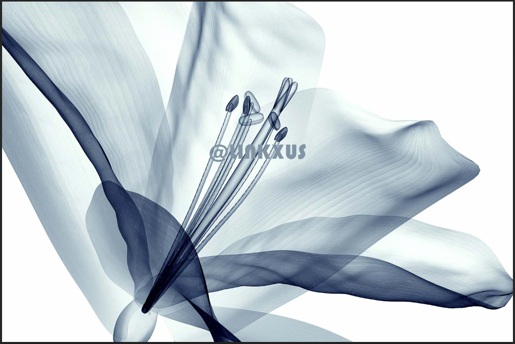 X-RAY FLOWER