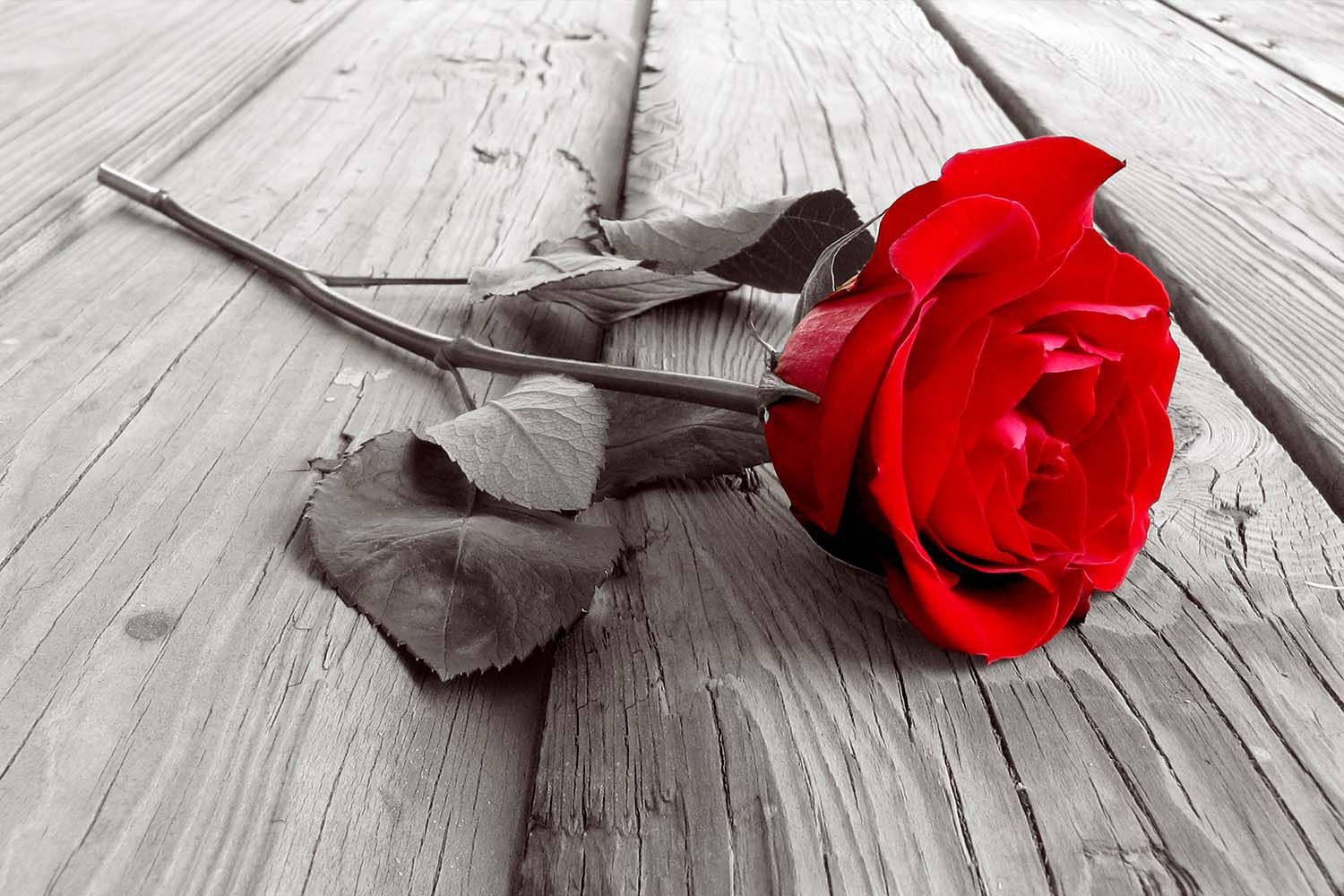 LONELY ROSE