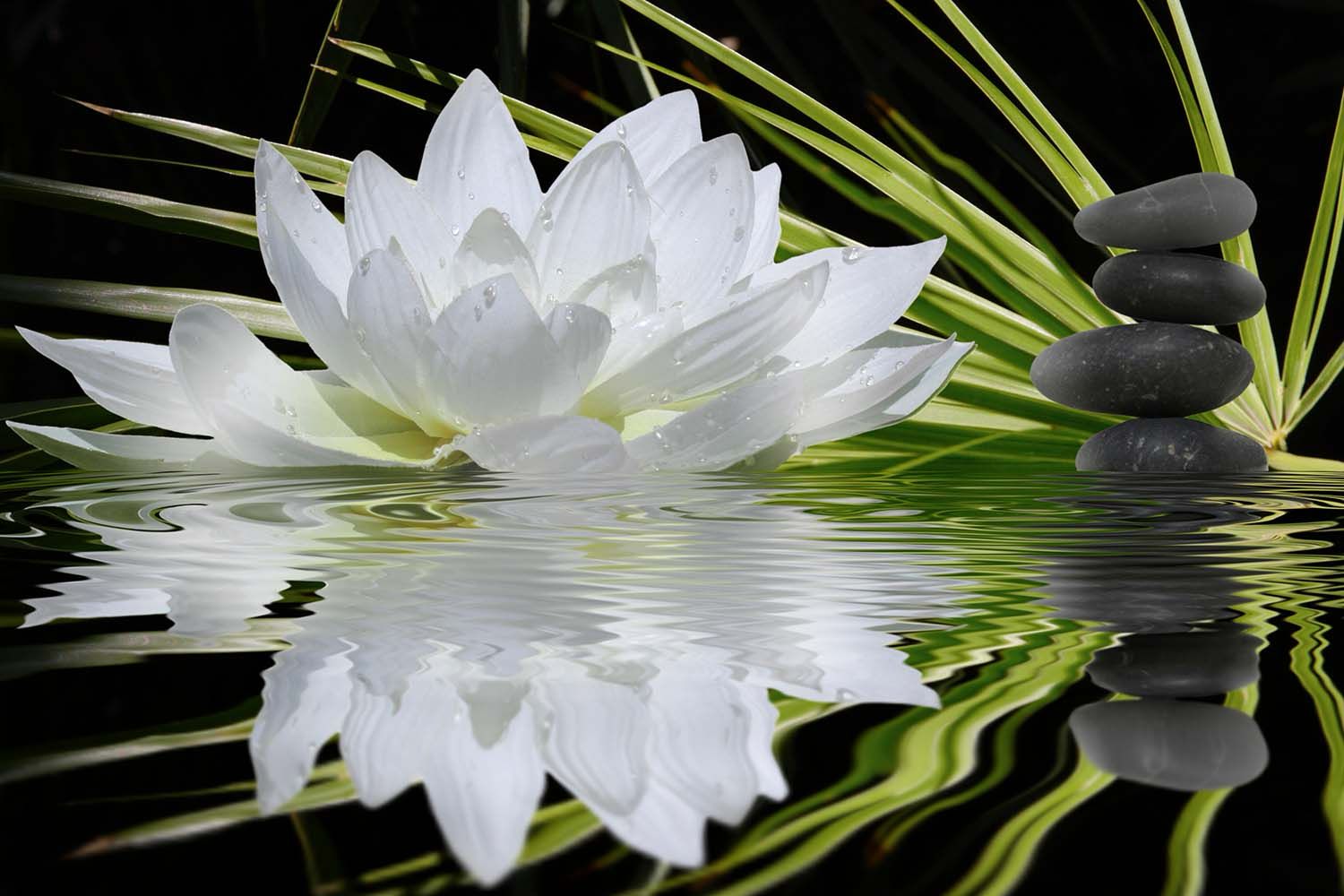 LOTUS FLOWER